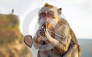 Playful thief monkey with stolen sunglasses, Uluwatu, Bali, Indonesia