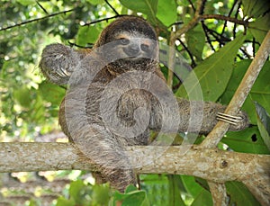 Playful three toe sloth sitting in tree,costa rica photo