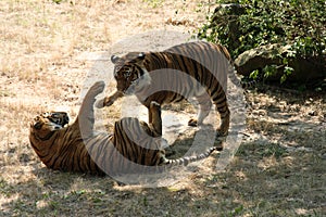 Playful Tigers
