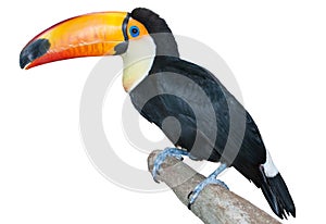 Playful toucan photo