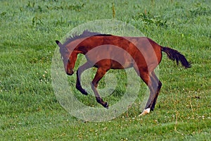 A warm-blooded foal of trotting horse photo