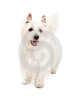 Playful West Highland Terrier Dog Standing