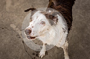 Playful wet brown and white border collie