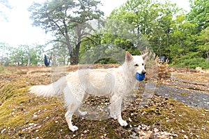 A playful wet white shepherd dog stands on the beach and holds a blue toy ball. T