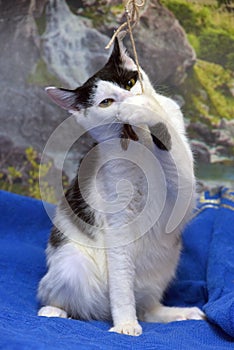 Playful white and black cat, plays, catches