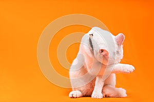 playful white cat covers his face with one of his paws photo