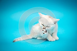 Playful white kitten on a blue background. British chinchilla. Portrait of a kitten for advertising