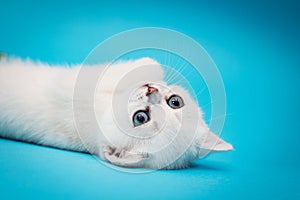 Playful white kitten on a blue background. British chinchilla. Portrait of a kitten for advertising