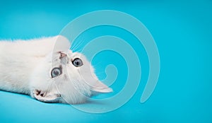 Playful white kitten on a blue background. British chinchilla. Portrait of a kitten for advertising