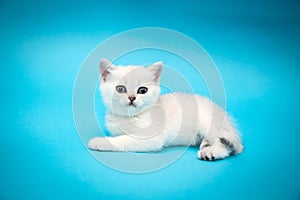 Playful white kitten on a blue background. British chinchilla. Portrait of a kitten for advertising