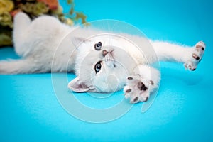 Playful white kitten on a blue background. British chinchilla. Portrait of a kitten for advertising