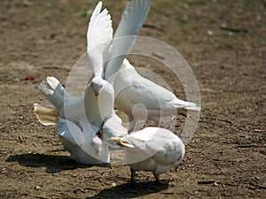 Playful white pigeons