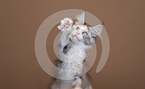 playful white tortie maine coon kitten raising paw looking up