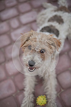 Playful Wired fox terrier dog