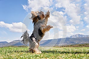 playful Yorkshire Terrier dog standing on its hind legs in a grassy field,