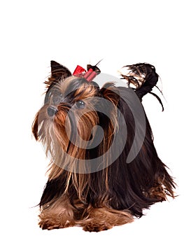 Playful Yorkshire Terrier puppy