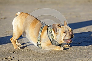 Playful young French Bulldog male bowing down and barking at other dogs. photo