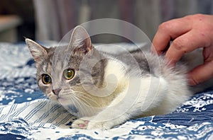 Young gray with white cat on the couch