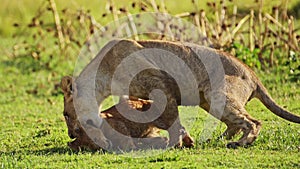 Playful young lion cubs play, excited energy of cute African Wildlife in Maasai Mara National Reserv