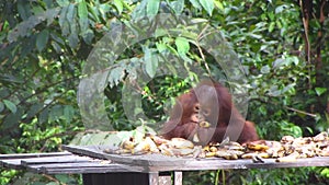 Playful Young Orangutan Eating at Feeding Station