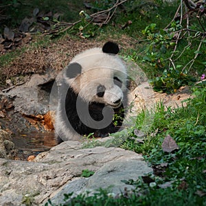 Playful young panda bear