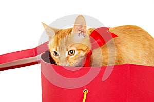 Playful young redhead kitty sits in a box