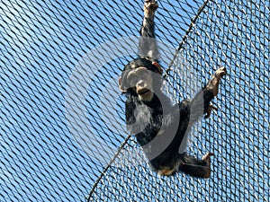 playful young Western Chimpanzee, Pan troglodytes verus, swings on the steel netting of a zoo enclosure
