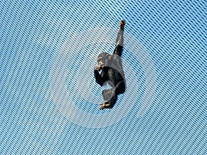 playful young Western Chimpanzee, Pan troglodytes verus, swings on the steel netting of a zoo enclosure