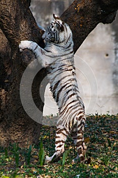 Playful young white tiger cub climbing tree