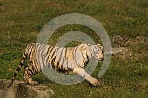 Playful young white tiger cub in India