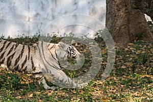 Playful young white tiger cub in India