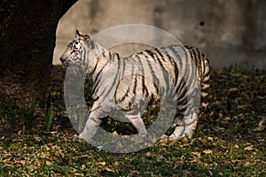 Playful young white tiger cub in India