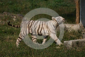Playful young white tiger cub in India