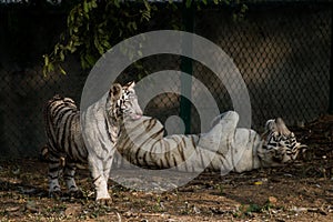 Playful young white tiger cub in India