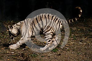 Playful young white tiger cub in India