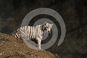 Playful young white tiger cub in India