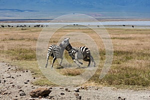 Playful Zebras