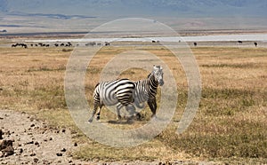 Playful Zebras In Tanzania