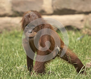 Playfull Baby Orangutan