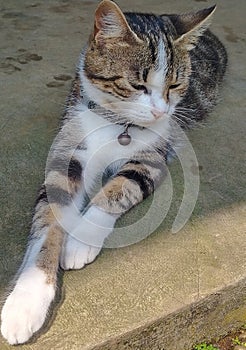 A Playfull cat in action