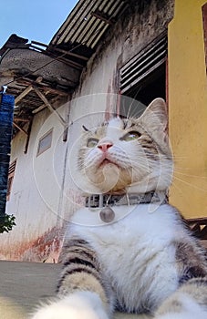 A Playfull cat in action