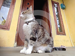 A Playfull cat in action