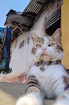 A Playfull cat in action