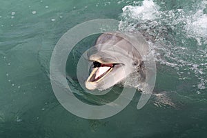 Playfull Dolphin