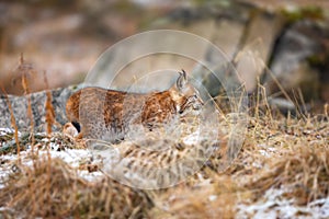 Playfull eurasian lynx lurking in the forest at early winter