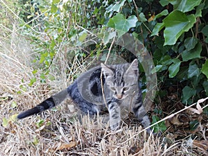 Playfull kitten in garden