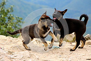 Playfull puppys playing