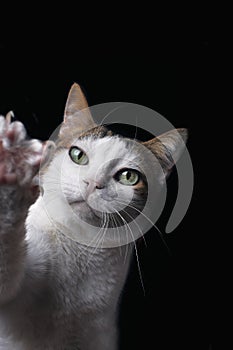 Playfull tabby cat lifts the paw. Isolated on black background.