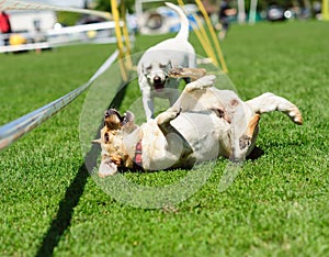 playfull white dogs on the green grass