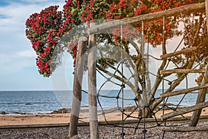 A playground by the beach with a beautiful blooming pohutukawa tree and the sea in the background